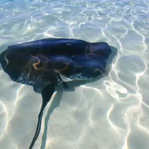 Explore Escape to Turks and Caicos  5Days/4 Nights for 5 days with Across Caribbean Excursions  and discover unforgettable experiences - Photo 8