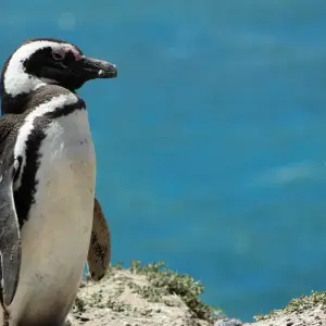 Explore Patagonian Wonders  Expedition 10 Day/9Nights for 10 days with Across Caribbean Excursions  and discover unforgettable experiences - Photo 4