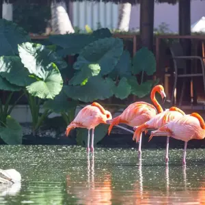 Explore Dominican Republic Delight 7Days/6Nights for 7 days with Across Caribbean Excursions  and discover unforgettable experiences - Photo 5