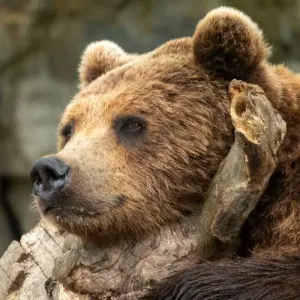 Explore Amazon Ultimate Adventure for Thrill Seekers 6 Days/5 Nights for 6 days with Across Caribbean Excursions  and discover unforgettable experiences - Photo 4