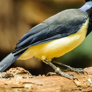 Explore Jungle Bliss at Tapiri Floating Lodge in the Heart of the Amazon  5 Days & 4 Nights for 5 days with Across Caribbean Excursions  and discover unforgettable experiences - Photo 4