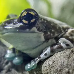 Explore Amazon Ultimate Adventure for Thrill Seekers 6 Days/5 Nights for 6 days with Across Caribbean Excursions  and discover unforgettable experiences - Photo 5