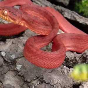 Explore Amazon Ultimate Adventure for Thrill Seekers 6 Days/5 Nights for 6 days with Across Caribbean Excursions  and discover unforgettable experiences - Photo 6