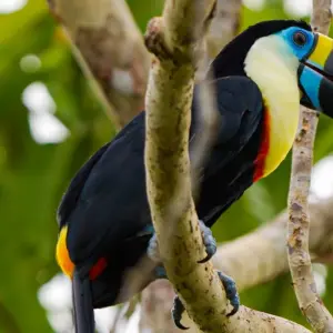 Explore Jungle Bliss at Tapiri Floating Lodge in the Heart of the Amazon  5 Days & 4 Nights for 5 days with Across Caribbean Excursions  and discover unforgettable experiences - Photo 6