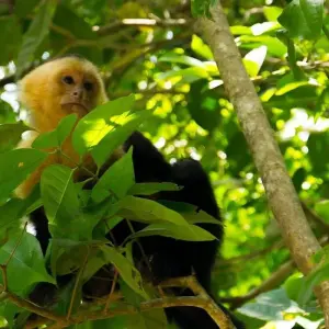 Explore 9-Day Costa Rica Wildlife Adventure: Volcanoes, Cloud Forests, and Pacific Coast for 9 days with Across Caribbean Excursions  and discover unforgettable experiences - Photo 3