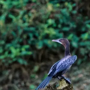 Explore Amazon Ultimate Adventure for Thrill Seekers 6 Days/5 Nights for 6 days with Across Caribbean Excursions  and discover unforgettable experiences - Photo 7