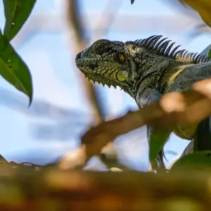Explore Jungle Bliss at Tapiri Floating Lodge in the Heart of the Amazon  5 Days & 4 Nights for 5 days with Across Caribbean Excursions  and discover unforgettable experiences - Photo 7