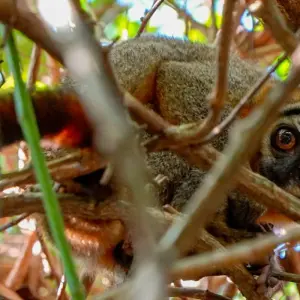 Explore Jungle Bliss at Tapiri Floating Lodge in the Heart of the Amazon  5 Days & 4 Nights for 5 days with Across Caribbean Excursions  and discover unforgettable experiences - Photo 8