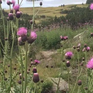 Explore Earthwise Bulgaria tour: by train from Sofia to Bucharest for 12 days with Across Europe Ltd. and discover unforgettable experiences - Photo 6