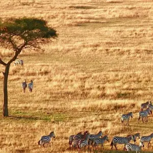 Explore Tanzania and Kenya Safari for Seniors 10Days/9Nights for 10 days with Across Africa Tours & Travel and discover unforgettable experiences - Photo 2