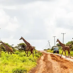 Explore Fly in Amboseli National Park from Mombasa Port 2 Days/1 Night for 2 days with Across Africa Tours & Travel and discover unforgettable experiences - Photo 2