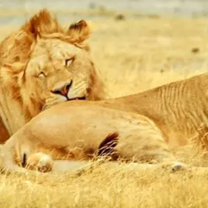 Explore Tanzania and Kenya Safari for Seniors 10Days/9Nights for 10 days with Across Africa Tours & Travel and discover unforgettable experiences - Photo 3