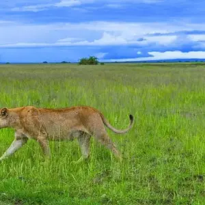 Explore Fly in Amboseli National Park from Mombasa Port 2 Days/1 Night for 2 days with Across Africa Tours & Travel and discover unforgettable experiences - Photo 3