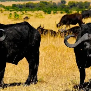 Explore Tanzania and Kenya Safari for Seniors 10Days/9Nights for 10 days with Across Africa Tours & Travel and discover unforgettable experiences - Photo 4