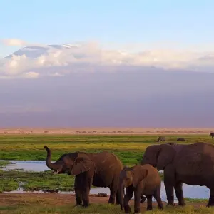 Explore Fly in Amboseli National Park from Mombasa Port 2 Days/1 Night for 2 days with Across Africa Tours & Travel and discover unforgettable experiences - Photo 4