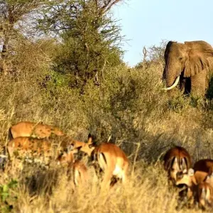 Explore Fly in Amboseli National Park from Mombasa Port 2 Days/1 Night for 2 days with Across Africa Tours & Travel and discover unforgettable experiences - Photo 5