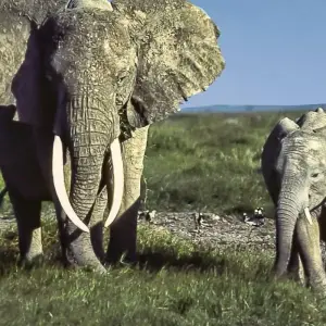 Explore Fly in Amboseli National Park from Mombasa Port 2 Days/1 Night for 2 days with Across Africa Tours & Travel and discover unforgettable experiences - Photo 6