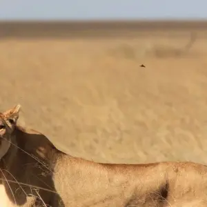 Explore Tanzania and Kenya Safari for Seniors 10Days/9Nights for 10 days with Across Africa Tours & Travel and discover unforgettable experiences - Photo 7