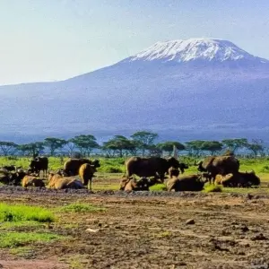Explore Fly in Amboseli National Park from Mombasa Port 2 Days/1 Night for 2 days with Across Africa Tours & Travel and discover unforgettable experiences - Photo 7