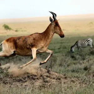 Explore Tanzania and Kenya Safari for Seniors 10Days/9Nights for 10 days with Across Africa Tours & Travel and discover unforgettable experiences - Photo 8