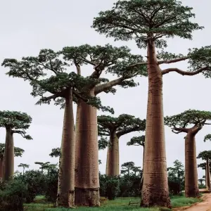 Explore Journey Through Madagascar Exploring Antananarivo to Andasibe 7 Days/6 Nights (Comfort) for 7 days with Across Africa Tours & Travel and discover unforgettable experiences - Photo 2