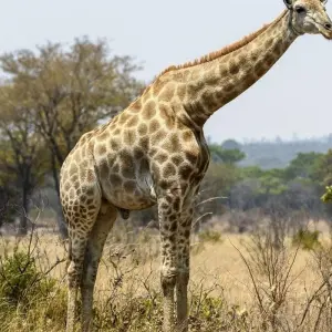 Explore Mozambique Experience 12 Days/11 Nights (Comfort) for 12 days with Across Africa Tours & Travel and discover unforgettable experiences - Photo 5