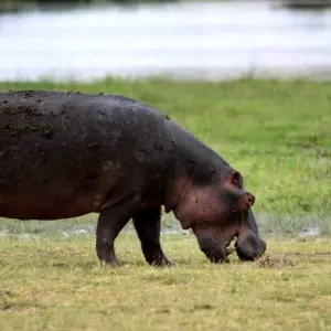 Explore Exotic East African Adventure 7 Days/6 Nights for 7 days with Across Africa Tours & Travel and discover unforgettable experiences - Photo 10