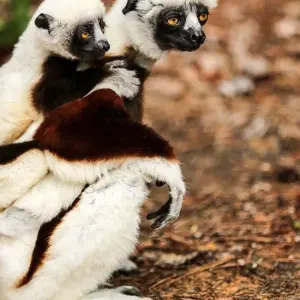 Explore Journey Through Madagascar Exploring Antananarivo to Andasibe 7 Days/6 Nights (Comfort) for 7 days with Across Africa Tours & Travel and discover unforgettable experiences - Photo 4