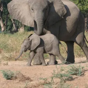 Explore Mozambique Experience 12 Days/11 Nights (Comfort) for 12 days with Across Africa Tours & Travel and discover unforgettable experiences - Photo 7