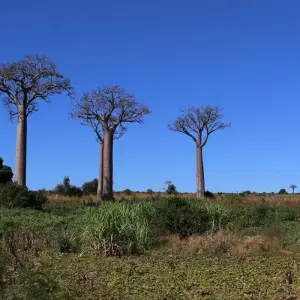 Explore Journey Through Madagascar Exploring Antananarivo to Andasibe 7 Days/6 Nights (Comfort) for 7 days with Across Africa Tours & Travel and discover unforgettable experiences - Photo 5