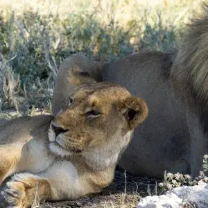 Explore Mozambique Experience 12 Days/11 Nights (Comfort) for 12 days with Across Africa Tours & Travel and discover unforgettable experiences - Photo 8