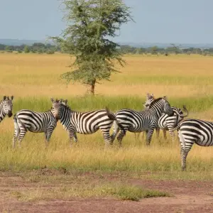 Explore Tanzania & Zanzibar Honeymoon Safari 11 Days/10Nights for 11 days with Across Africa Tours & Travel and discover unforgettable experiences - Photo 5