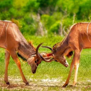 Explore Mozambique Experience 12 Days/11 Nights (Comfort) for 12 days with Across Africa Tours & Travel and discover unforgettable experiences - Photo 9