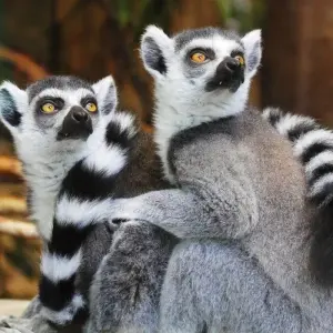 Explore Journey Through Madagascar Exploring Antananarivo to Andasibe 7 Days/6 Nights (Comfort) for 7 days with Across Africa Tours & Travel and discover unforgettable experiences - Photo 7