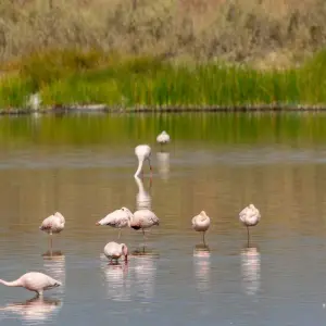 Explore Tanzania & Zanzibar Honeymoon Safari 11 Days/10Nights for 11 days with Across Africa Tours & Travel and discover unforgettable experiences - Photo 6