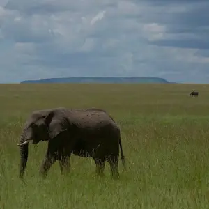 Explore Tanzania & Zanzibar Honeymoon Safari 11 Days/10Nights for 11 days with Across Africa Tours & Travel and discover unforgettable experiences - Photo 7