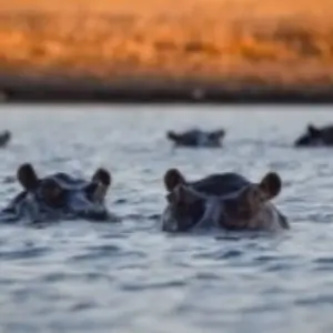 Explore Join Our All-Inclusive 4-Day Safari Through Boteti, Pans & Delta for 4 days with Across Africa Tours & Travel and discover unforgettable experiences - Photo 5