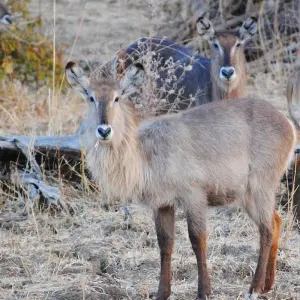Explore 14 Days in Zambia N Victoria Falls Safari for 14 days with Across Africa Tours & Travel and discover unforgettable experiences - Photo 3