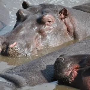 Explore Tanzania & Zanzibar Honeymoon Safari 11 Days/10Nights for 11 days with Across Africa Tours & Travel and discover unforgettable experiences - Photo 8