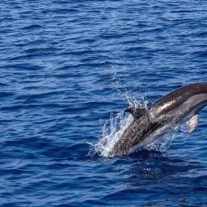 Explore Mozambique Experience 12 Days/11 Nights (Comfort) for 12 days with Across Africa Tours & Travel and discover unforgettable experiences - Photo 11