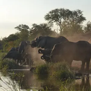 Explore Ultimate South Africa Golf and Safari Adventure 12 Days /11 Nights for 12 days with Across Africa Tours & Travel and discover unforgettable experiences - Photo 2