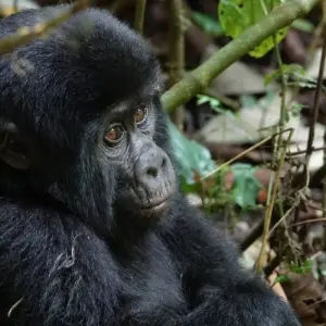 Explore A Journey Through Nature and Wildlife 6 Days/5 Nights for 6 days with Across Africa Tours & Travel and discover unforgettable experiences - Photo 10