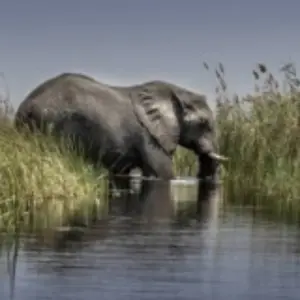 Explore Join Our All-Inclusive 4-Day Safari Through Boteti, Pans & Delta for 4 days with Across Africa Tours & Travel and discover unforgettable experiences - Photo 7