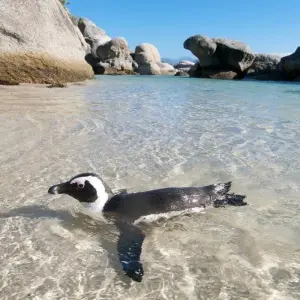 Explore The Perfect Blend of Luxury, Adventure, and Relaxation in Southern Africa 13 Days/12 Nights for 13 days with Across Africa Tours & Travel and discover unforgettable experiences - Photo 6