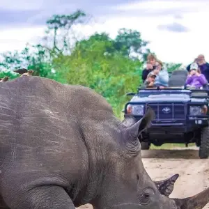 Explore Ultimate South Africa Golf and Safari Adventure 12 Days /11 Nights for 12 days with Across Africa Tours & Travel and discover unforgettable experiences - Photo 3