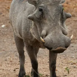 Explore The Perfect Blend of Luxury, Adventure, and Relaxation in Southern Africa 13 Days/12 Nights for 13 days with Across Africa Tours & Travel and discover unforgettable experiences - Photo 7