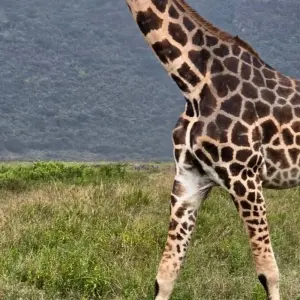 Explore Ultimate South Africa Golf and Safari Adventure 12 Days /11 Nights for 12 days with Across Africa Tours & Travel and discover unforgettable experiences - Photo 6