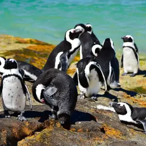 Explore The Perfect Blend of Luxury, Adventure, and Relaxation in Southern Africa 13 Days/12 Nights for 13 days with Across Africa Tours & Travel and discover unforgettable experiences - Photo 9