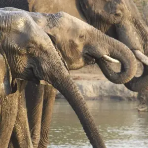 Explore 14 Days in Zambia N Victoria Falls Safari for 14 days with Across Africa Tours & Travel and discover unforgettable experiences - Photo 8