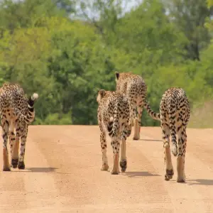 Explore Ultimate South Africa Golf and Safari Adventure 12 Days /11 Nights for 12 days with Across Africa Tours & Travel and discover unforgettable experiences - Photo 8